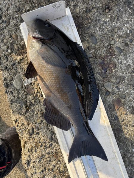 和歌山市江（吉丸渡船）でグレ釣り
