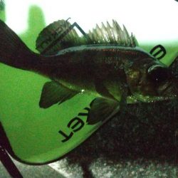 メバルシーズン到来