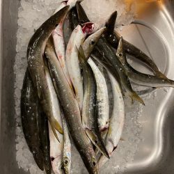 カマスを求めて