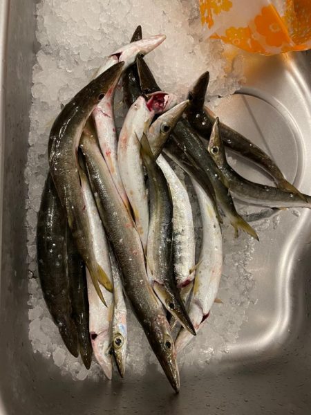 カマスを求めて