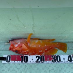 レンタルボート