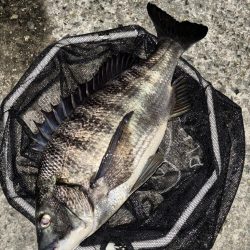 ヘチってきました