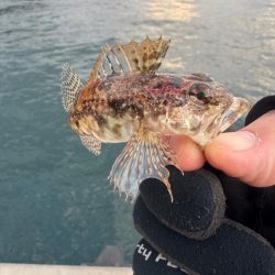 結果ヤリイカ釣行