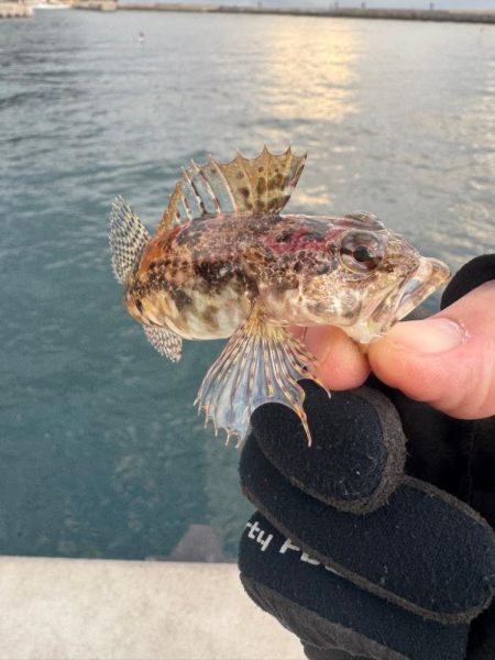 結果ヤリイカ釣行