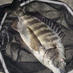 ヘチってきました