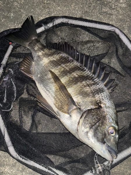 ヘチってきました