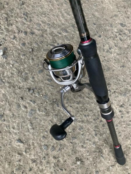 朝マズメのカマス釣りで20匹GET