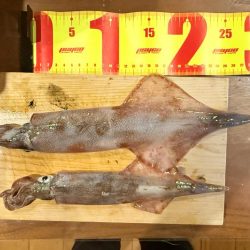 吹雪の中エギング