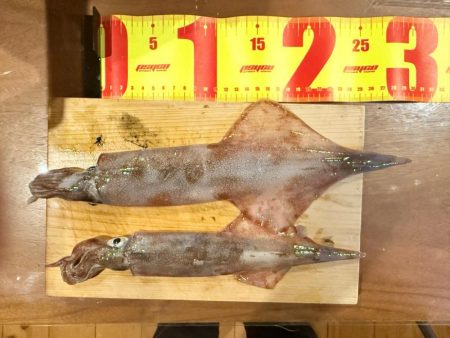 吹雪の中エギング