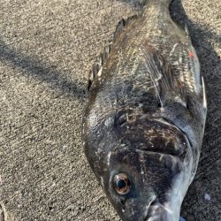 エビ撒きでチヌ釣れてま