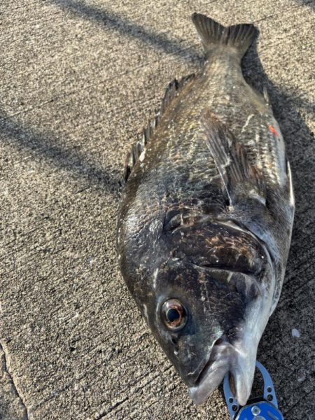 エビ撒きでチヌ釣れてま