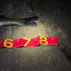 バチ抜けで悔しくもあと2cm！