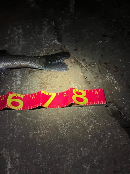 バチ抜けで悔しくもあと2cm！