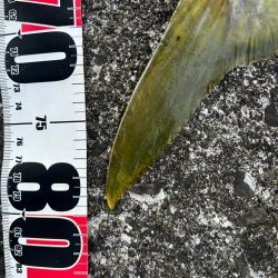 サワラがいたはずなのに！