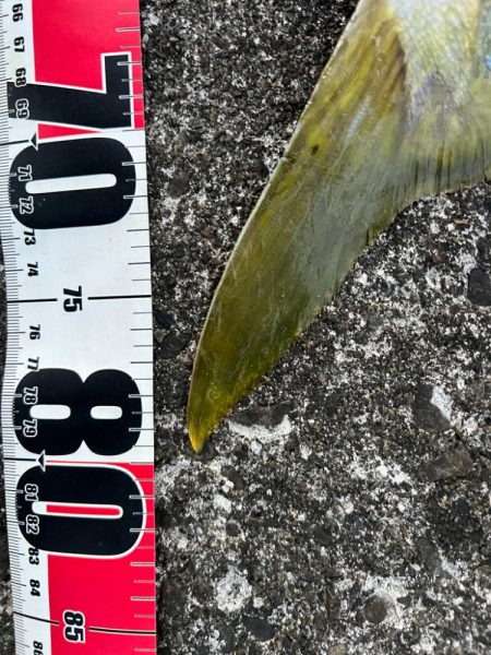 サワラがいたはずなのに！