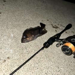 泉南メバリング