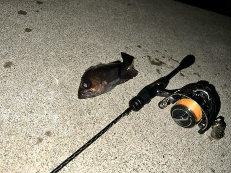 泉南メバリング