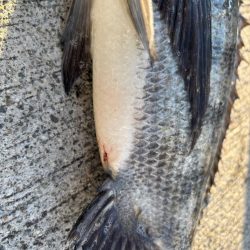 極寒の中おチヌ様ありがとう