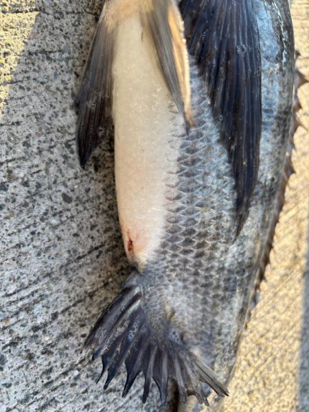 極寒の中おチヌ様ありがとう