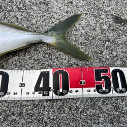 爆風の中泊でダイソージグ