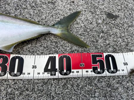 爆風の中泊でダイソージグ