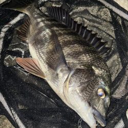 ヘチってきました