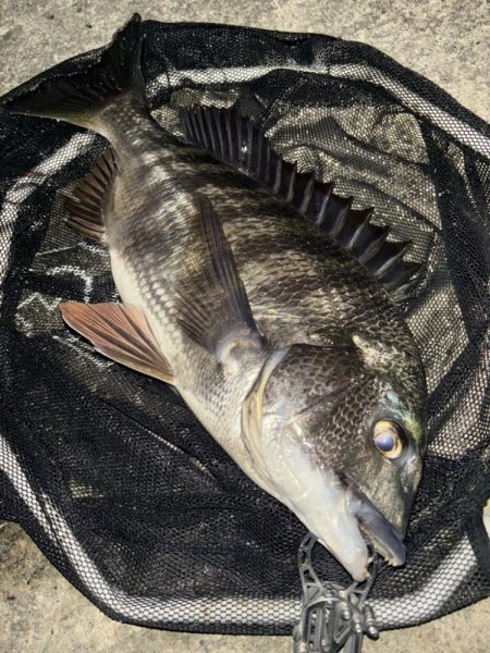 ヘチってきました