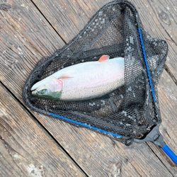 サーモン/脈釣り