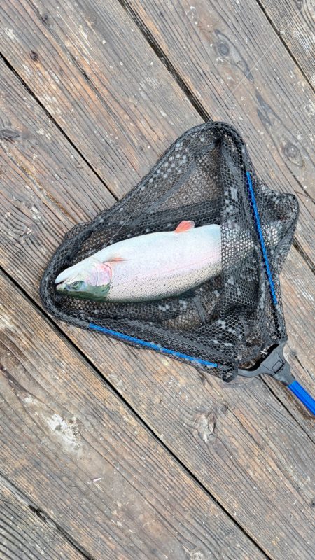 サーモン/脈釣り