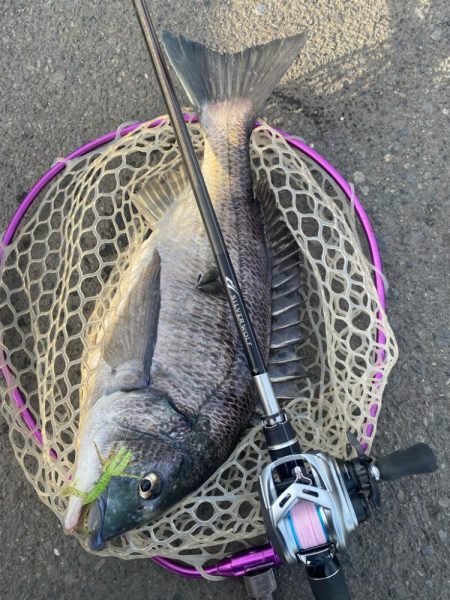 夕まずめチニング！