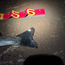 バチの姿は見えないが、バチ食いか?