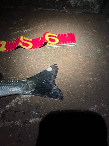 バチの姿は見えないが、バチ食いか?