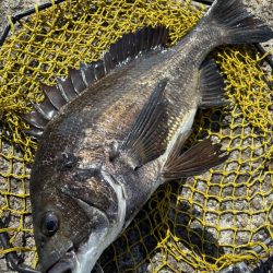 ヘチってきました