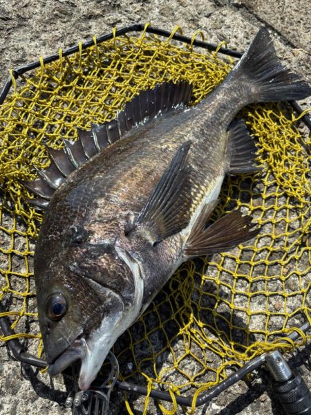 ヘチってきました