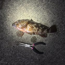 ガシリング　好調です