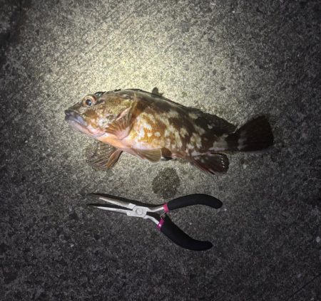 ガシリング　好調です