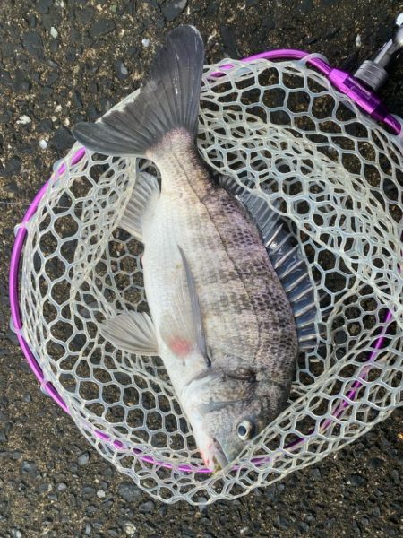 2週連続のつ抜け！