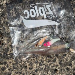 久しぶりに🐟🦑