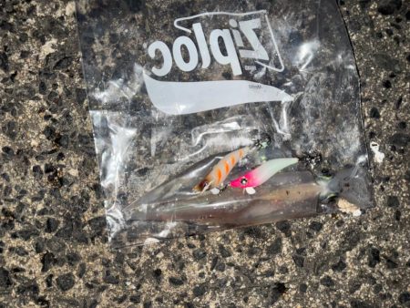 久しぶりに🐟🦑