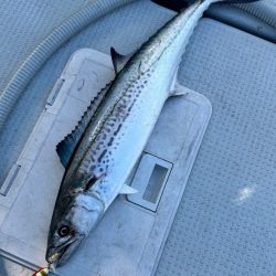 ヒラマサ/ジギング