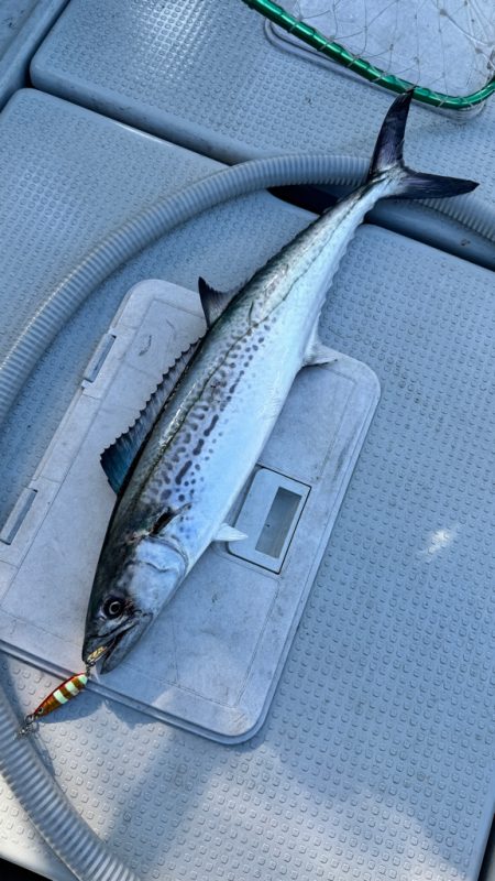 ヒラマサ/ジギング