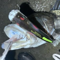 ポカポカから極寒シーバス