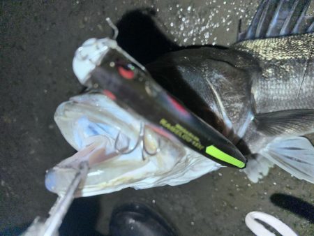 ポカポカから極寒シーバス