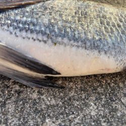 極寒の中エビ撒き