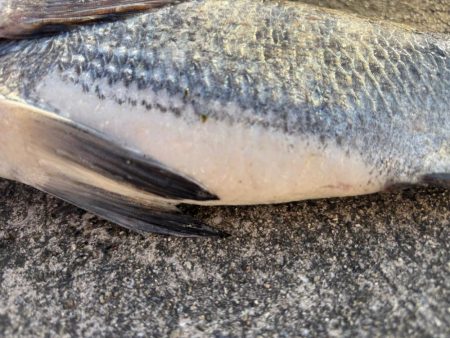 極寒の中エビ撒き