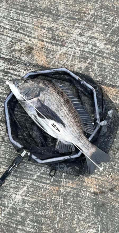 ヘチってきました