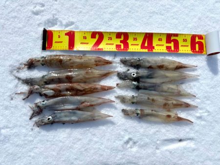 ヤリイカエギング、爆釣？