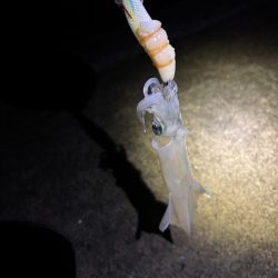 【小浜〜三方】2年ぶりヤリイカ狙い