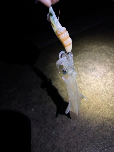 【小浜〜三方】2年ぶりヤリイカ狙い