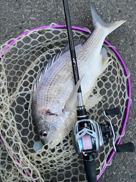 爆風チニングチャレンジ！